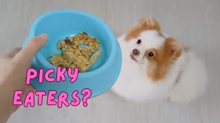 The Best Dog Food Recipes For Fussy, Picky Eaters!