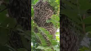 A beehive full of honey _ Muhammad Babir _ June 2, 2024