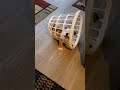 Savage Bulldog Pup Buda teething