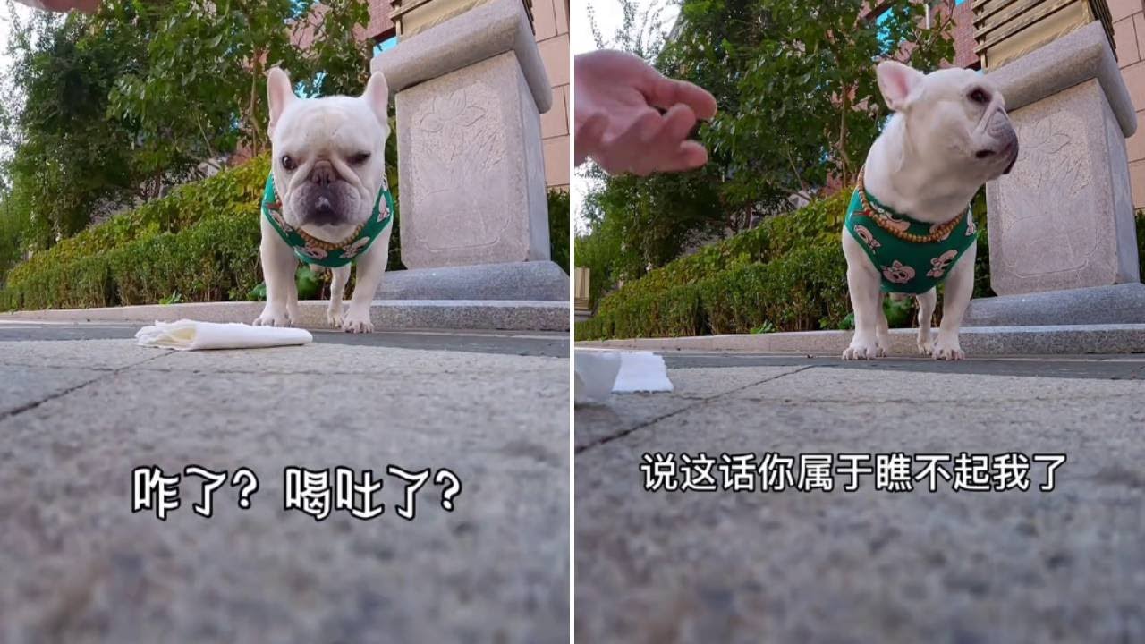 大家的法斗的出门也这样吗 白菜玩滑板 法国斗牛犬 抖音动物图鉴 Youtube