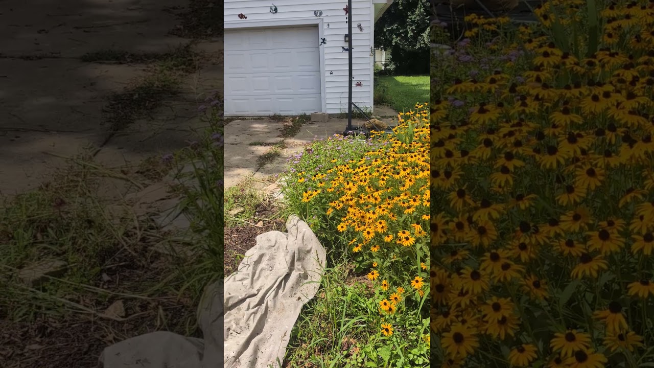 The prettiest Butterfly - Monarch Butterfly! (2026) #shorts #drockingfish
