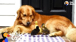 Dog Is Mom To A Family Of Ducklings | The Dodo Odd Couples