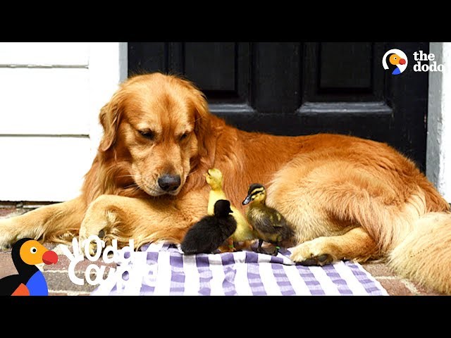 Dog Is Mom To A Family Of Ducklings | The Dodo Odd Couples