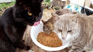 あり得ない数の猫達が夢中でカリカリを食べる