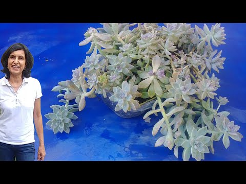 A quick guide to growing Ghost Plant Succulent