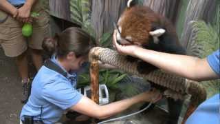 Red Panda Training and Ultrasound