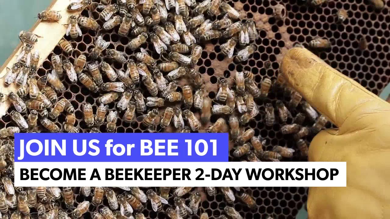 Beekeeping 101 a Beekeeper 2day HandsOn YouTube