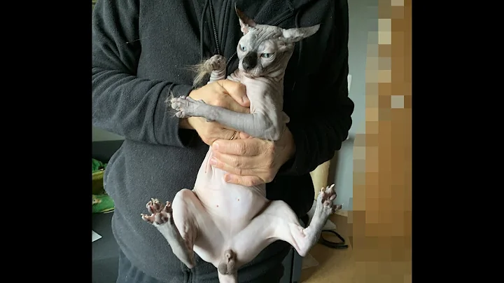 Video 7194021: canadian sphynx cat, long hair cat