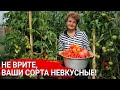 Не врите, ваши сорта не вкусные! | Как вырастить сладкие томаты