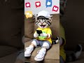 Don't use phone while walking #9cutecat #cat #funny #kitten #cute #shorts #funnycats #story #cutecat