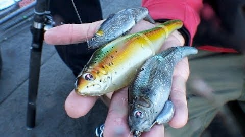 Big Bass on Ingenious Bait: Lake Piru
