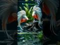 The Betta Revolution: Fighting Fish in a Digital Age🐠#shorts #shortsfeed #viral #youtube #fish