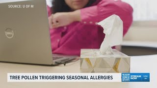 Tree pollen is triggering seasonal allergies