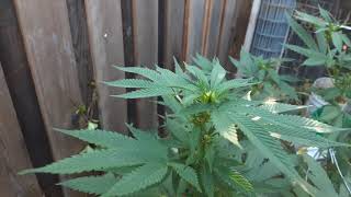 Greg's Groovy Ganja Grow: Episode 9 - Flowering Commences
