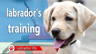 Labrador's training by AllDogsWiki 2,717 views 2 years ago 5 minutes, 15 seconds