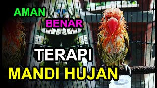 Cara TERAPI LOVEBIRD Mandi Hujan yang Benar dan Aman