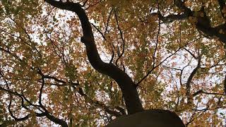 Copper Beech - canopy - November 2018