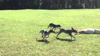 3 month old Bluetick pups deer training