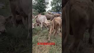 360 голов бычков, жамбылская обл
