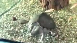 Animales HI5 funny /DIVERTIDO
