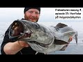 Fiskeskolen sesong 4, episode 15: Havfiske på Helgelandskysten