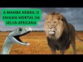 A MAMBA NEGRA: O ENIGMA MORTAL DA SELVA AFRICANA