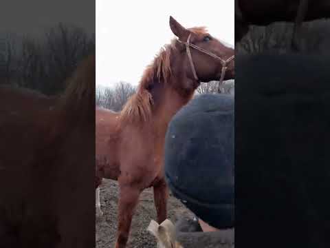 Video: Бакчадагы керебетте сабиз чымын менен кантип күрөшүү керек