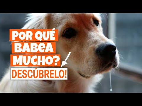 Video: Mi perro se babea después de la emoción
