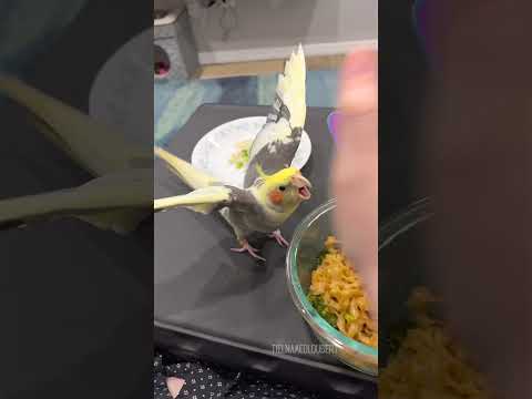 Cockatiel Will Fight You For Noodles | Tiel Named Loubert