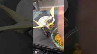 Cockatiel Will Fight You For Noodles | Tiel Named Loubert screenshot 4