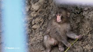 市川市動植物園のサル「パンチ」、ぬいぐるみ卒業し群れに馴染む - YouTube