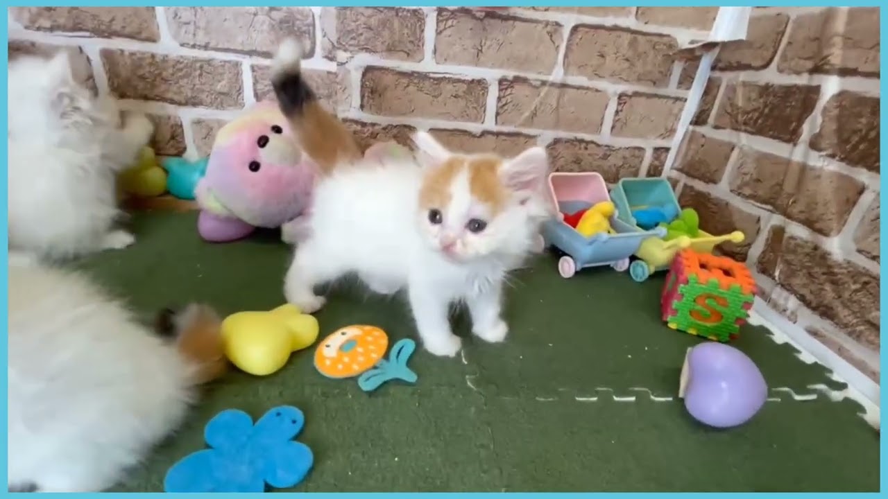 ラガマフィン445様 ラガマフィンでシルバー系の子猫を探す｜子猫ブリーダーナビ