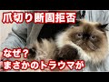 【アルペジャンちゃん】爪切り断固拒否！という猫ちゃん。それはあるトラウマが原因になっていました【ヒマラヤン】