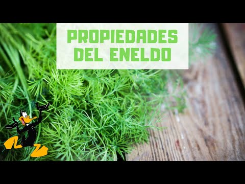 Video: Problemas de las plantas de eneldo: Resolución de problemas de enfermedades de las plantas de eneldo