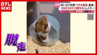 “脱走”試みるハムスター！ 挑戦は成功するか？ かわいいペット動画『ノゾいてみよう！投稿ボックス』（2021年5月17日放送「news every.」より）