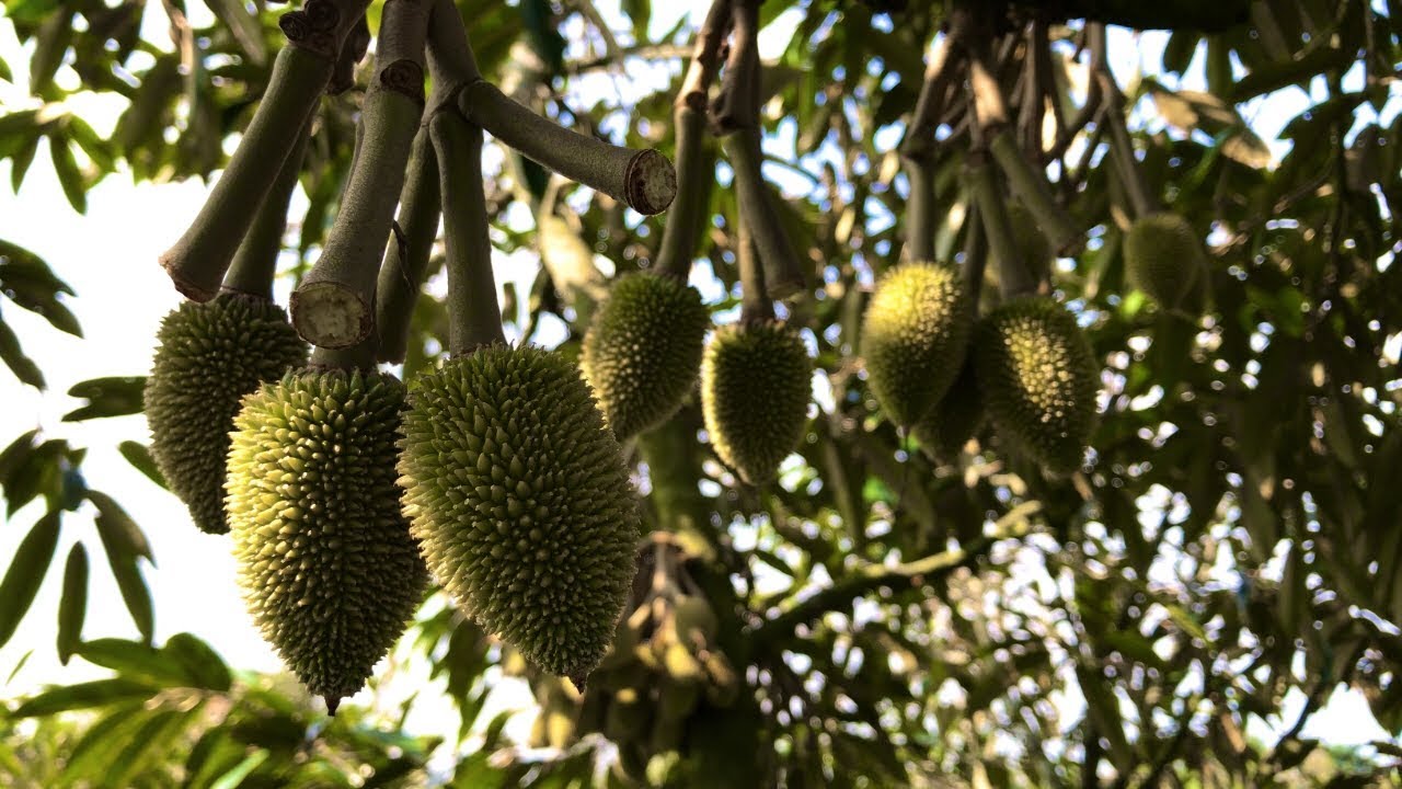 Cách Chọn & Tỉa Tuyển Trái Sầu Riêng MonThon ( Tập 23 ) | Thịnh Sầu Riêng