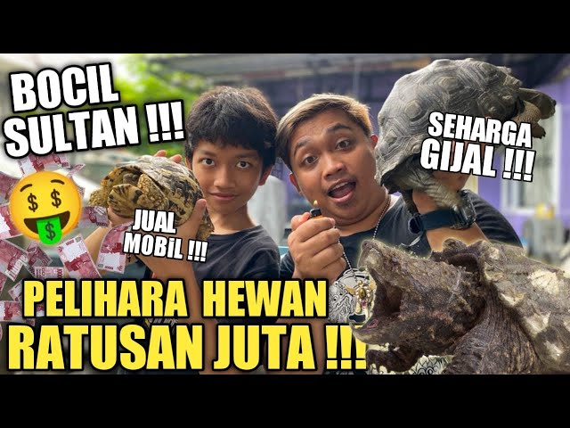 BUSSEETT BOCIL SULTAN PELIHARA HEWAN RATUSAN JUTA !!! class=