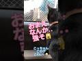 強そうな野良猫にビビる！でも必殺技ふん😤ふん😤ビーム炸裂！！ 【天才お喋り猫】