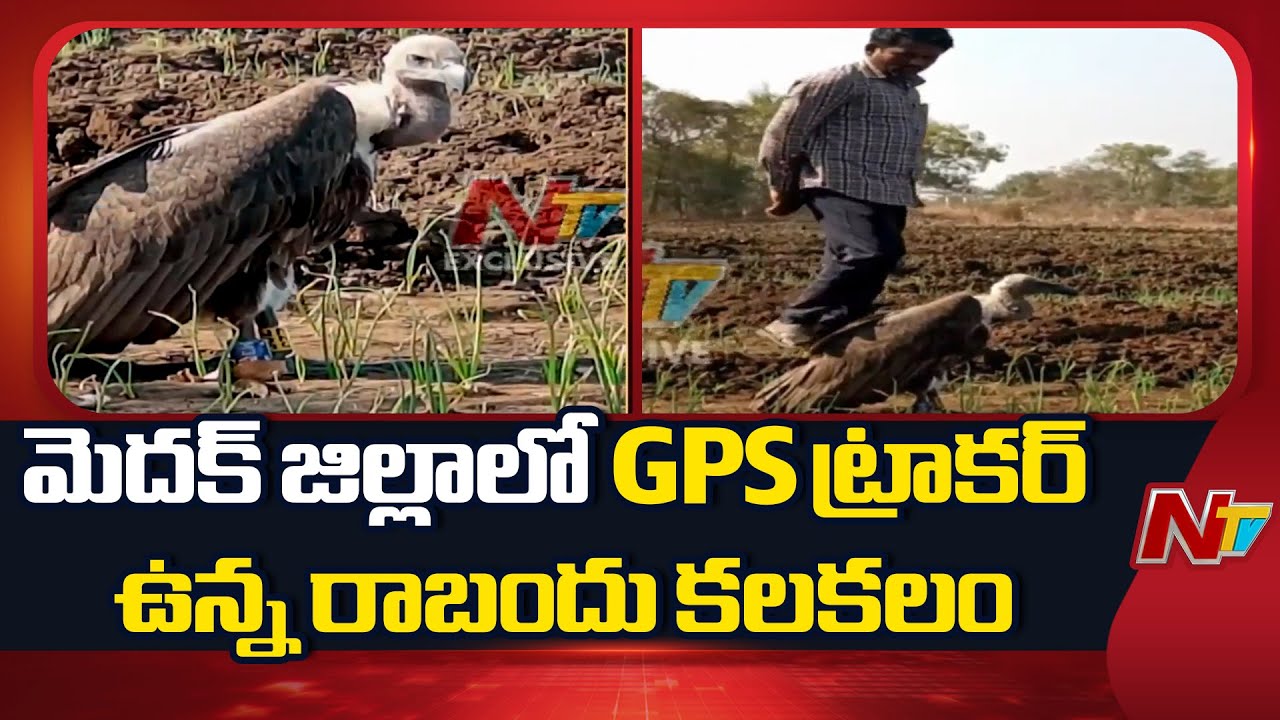 Medak: మెదక్ జిల్లాలో GPS ట్రాకర్ ఉన్న రాబందు సంచారం | NTV Telugu