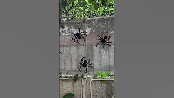 Nhện handmade siêu dễ thương #decor #handmade #trangtri