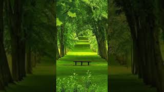 Doğadan Huzur Veren Videolar Serisi İnsan Ruhunu Rahatlatan, Zihni Sakin Tutan Doğadan Videolar