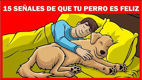 ¿Qué color hace feliz a un perro?