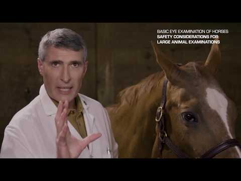 Basic Eye Examination of Horses by Dr. Phil Pickett