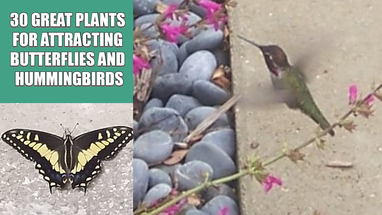 30 Best Plants to Attract Butterflies and Hummingbirds | Garden Ideas for Pollinators