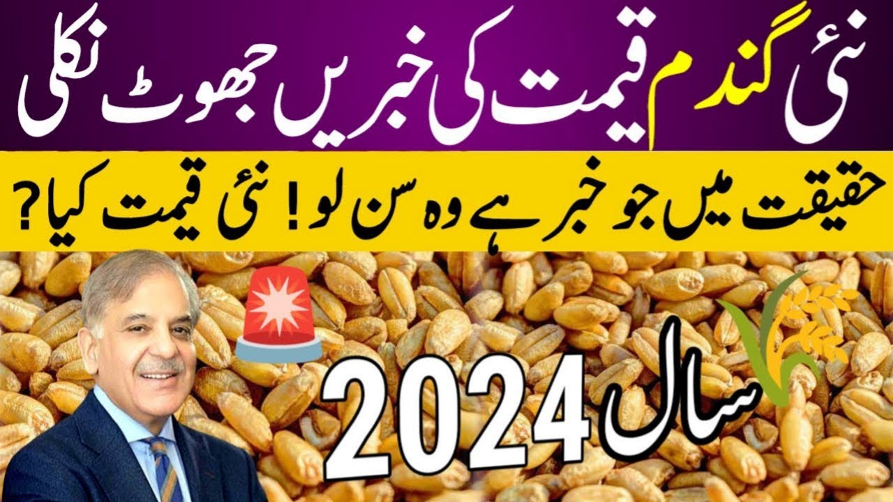 gandam ka rate 2024 | wheat price in Pakistan 2024 | today wheat price ...