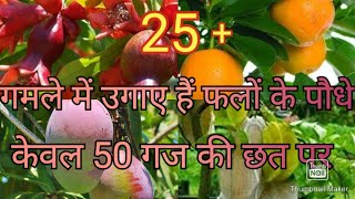 25 FRUIT PLANTS GROW ON MY TERRACE/घर की छत को बना दिया फलों का  बगीचा/गमले में भी लगते है ढेरों फल