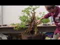 Bush to Bonsai - Privet