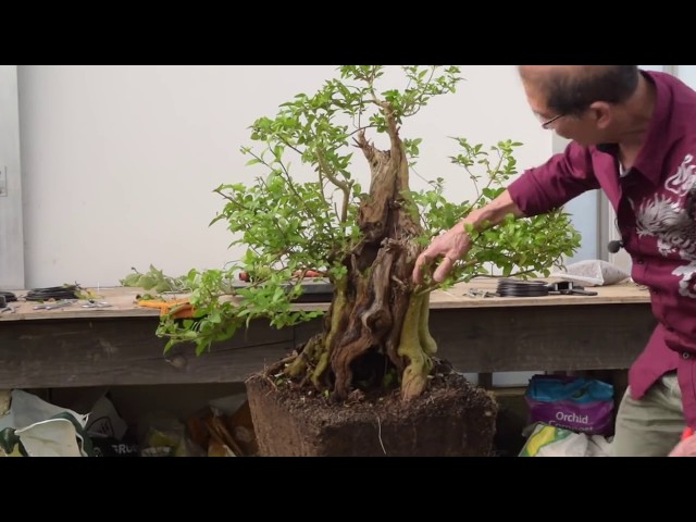 fern bonsai Fernspray Hinoki Cypress Bonsai