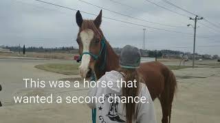 Arabian gelding saved from slaughter gets second Chance