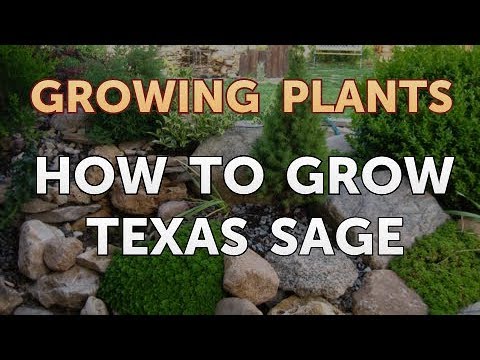 วีดีโอ: Texas Sage Shrub คืออะไร - การปลูก Texas Sage ในสวน